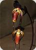 Paph. adductum var. anitum